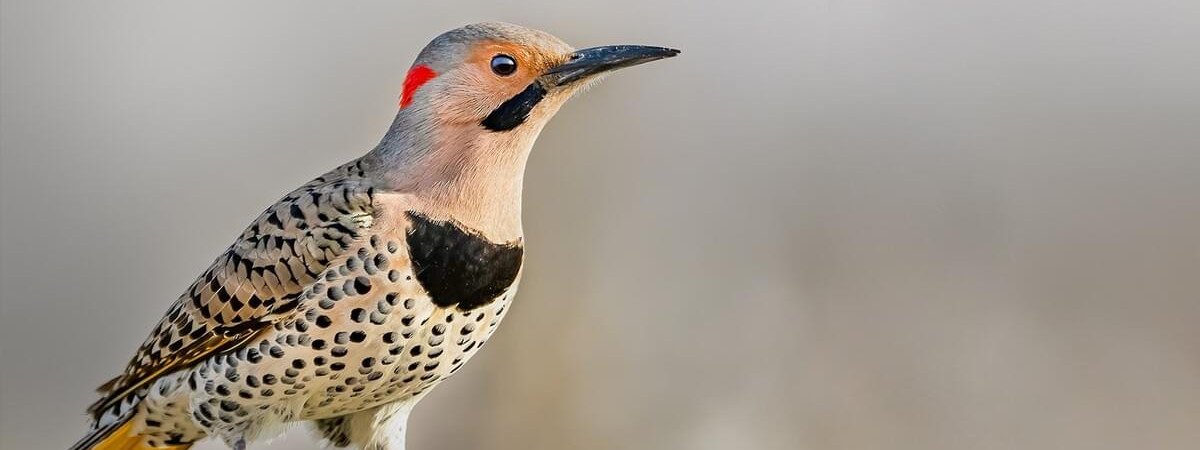 beautiful northern flicker